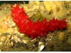 Photo of Parastichopus californicus